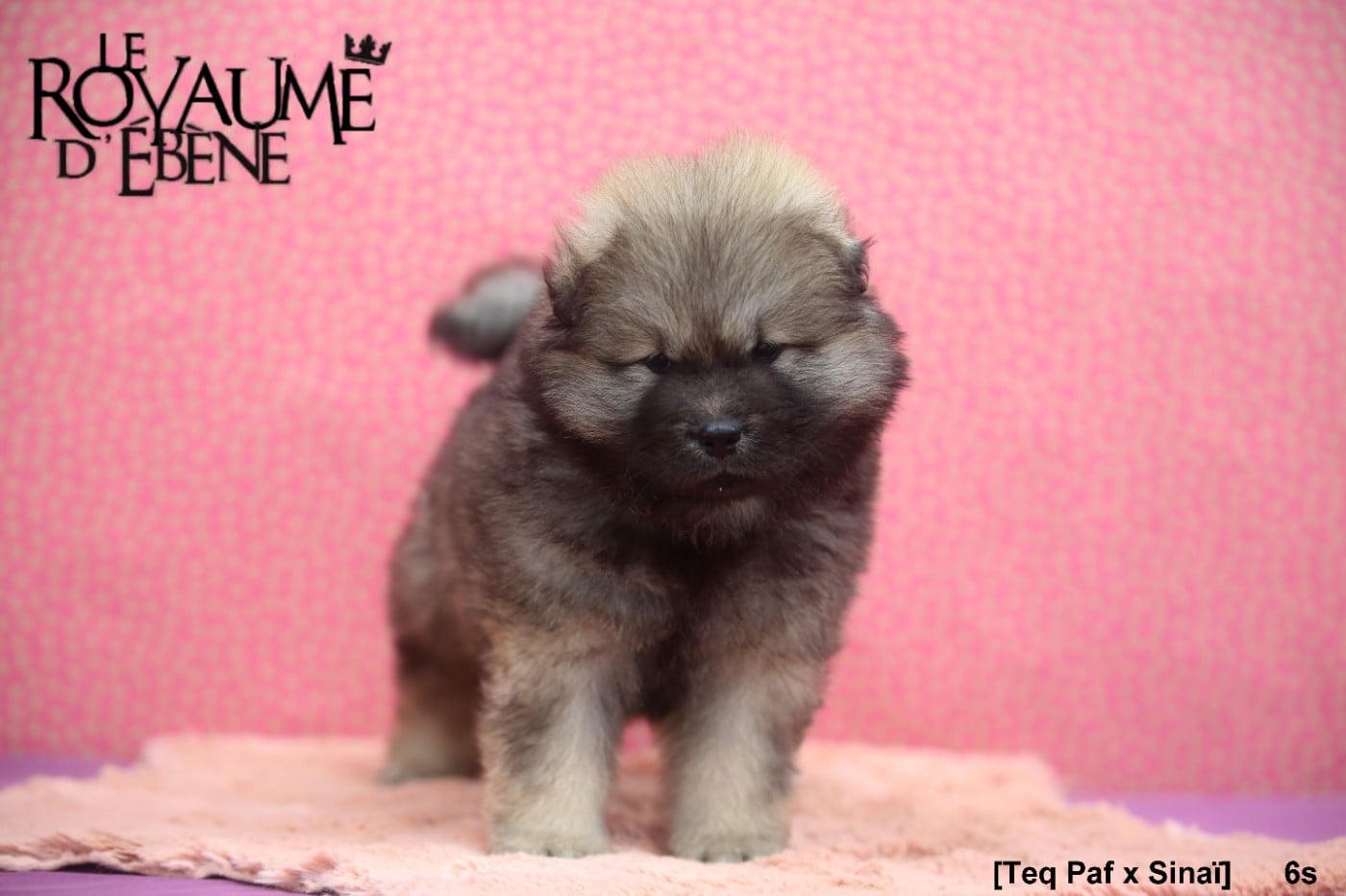 Chiot N°3