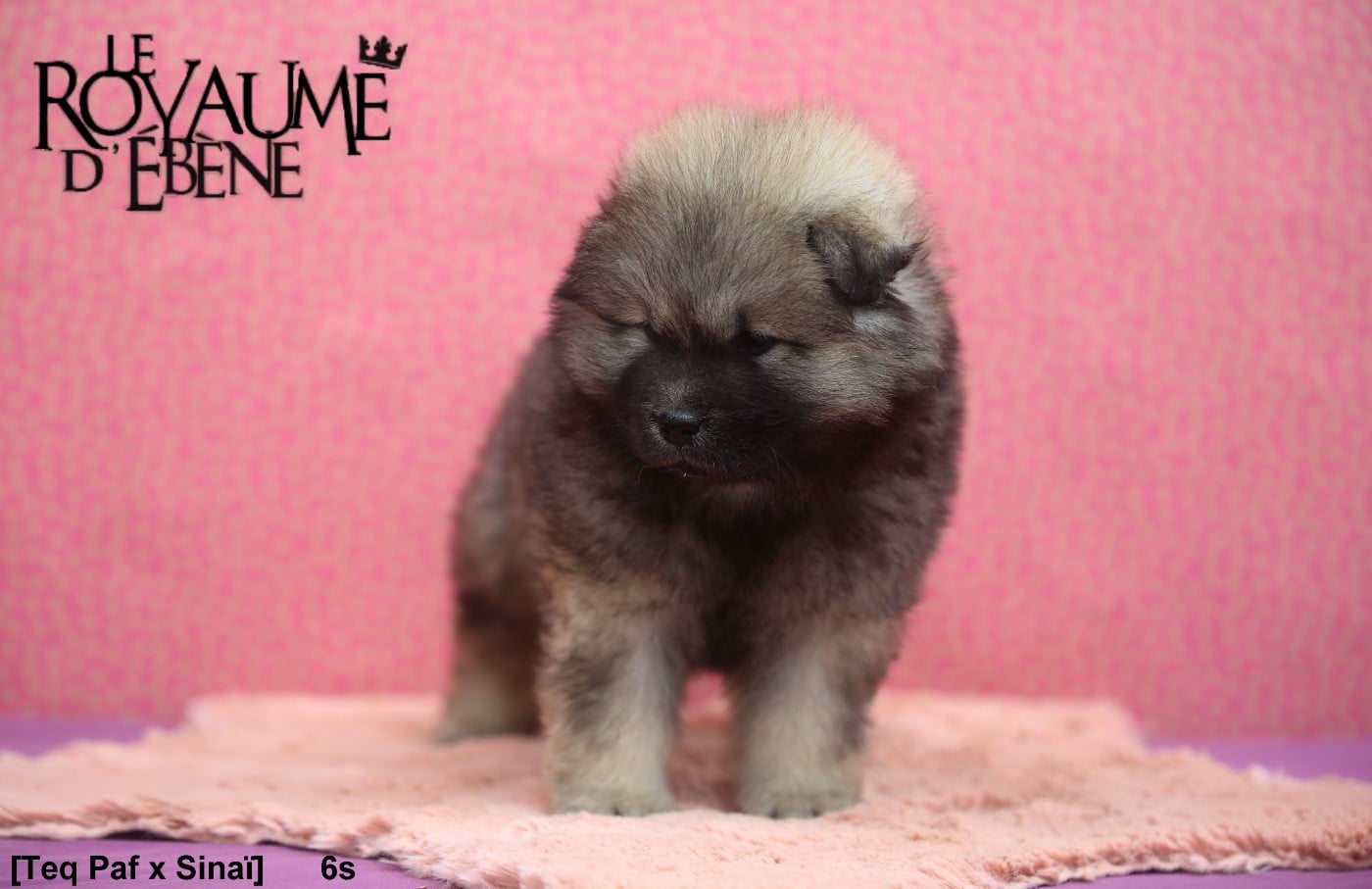 Chiot N°3