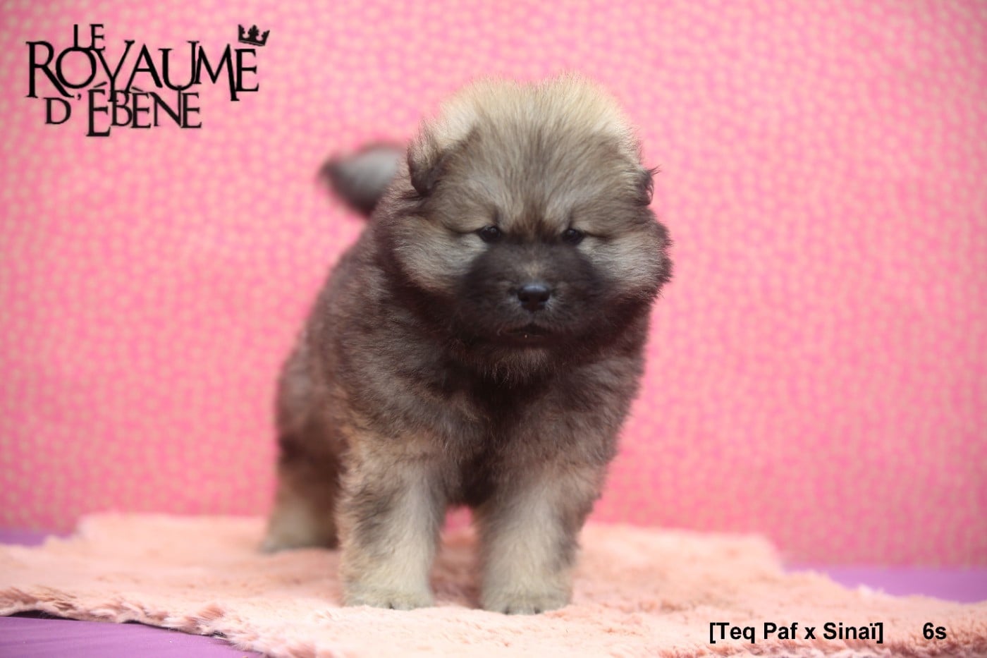 Chiot N°3