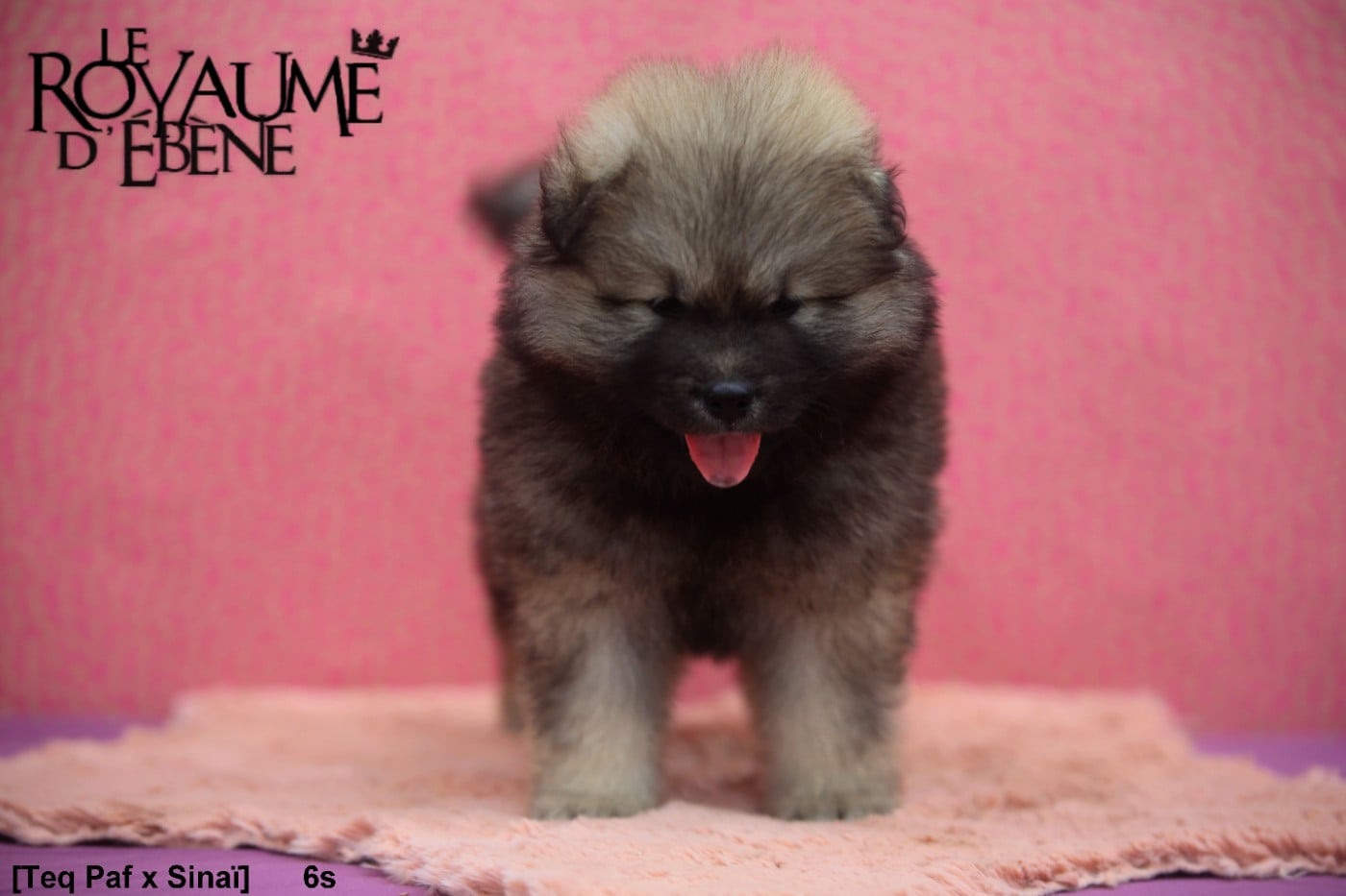 Chiot N°3