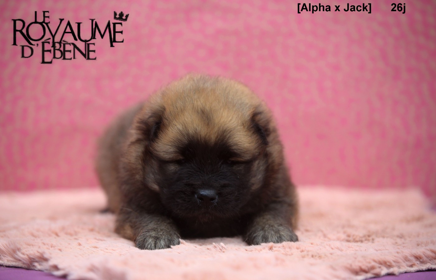Mr rouge