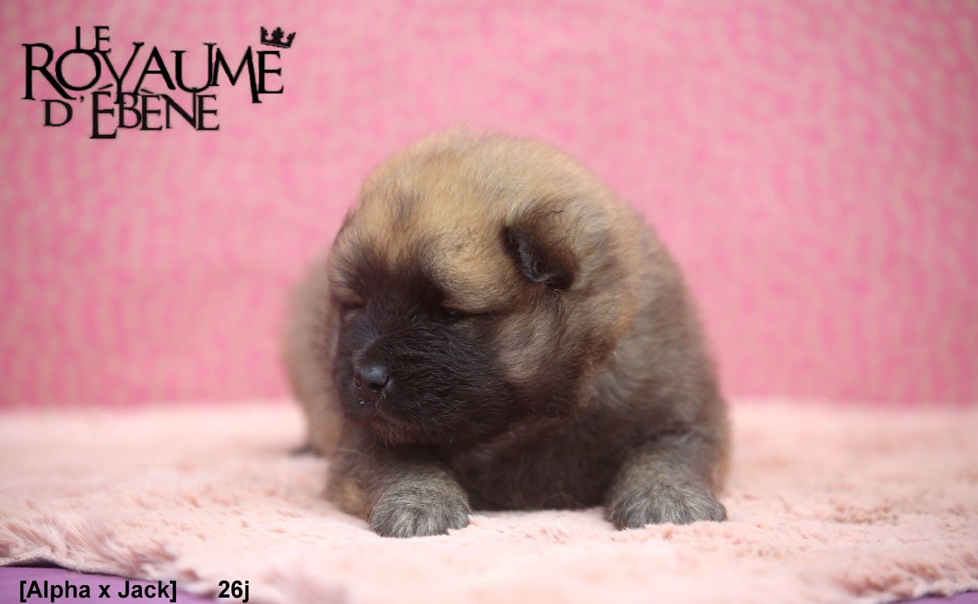 Mr rouge