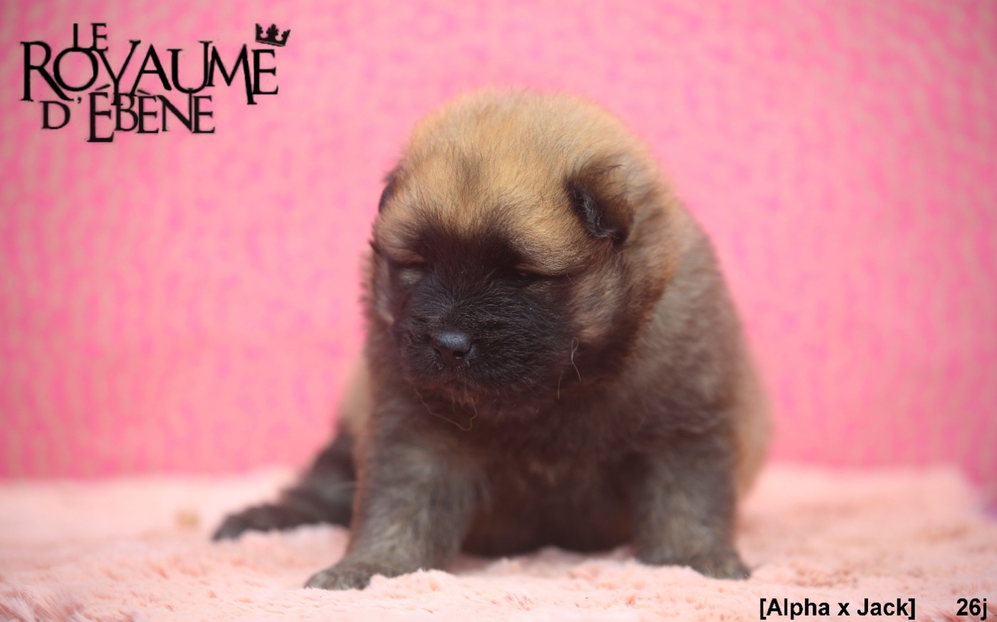 Mr rouge