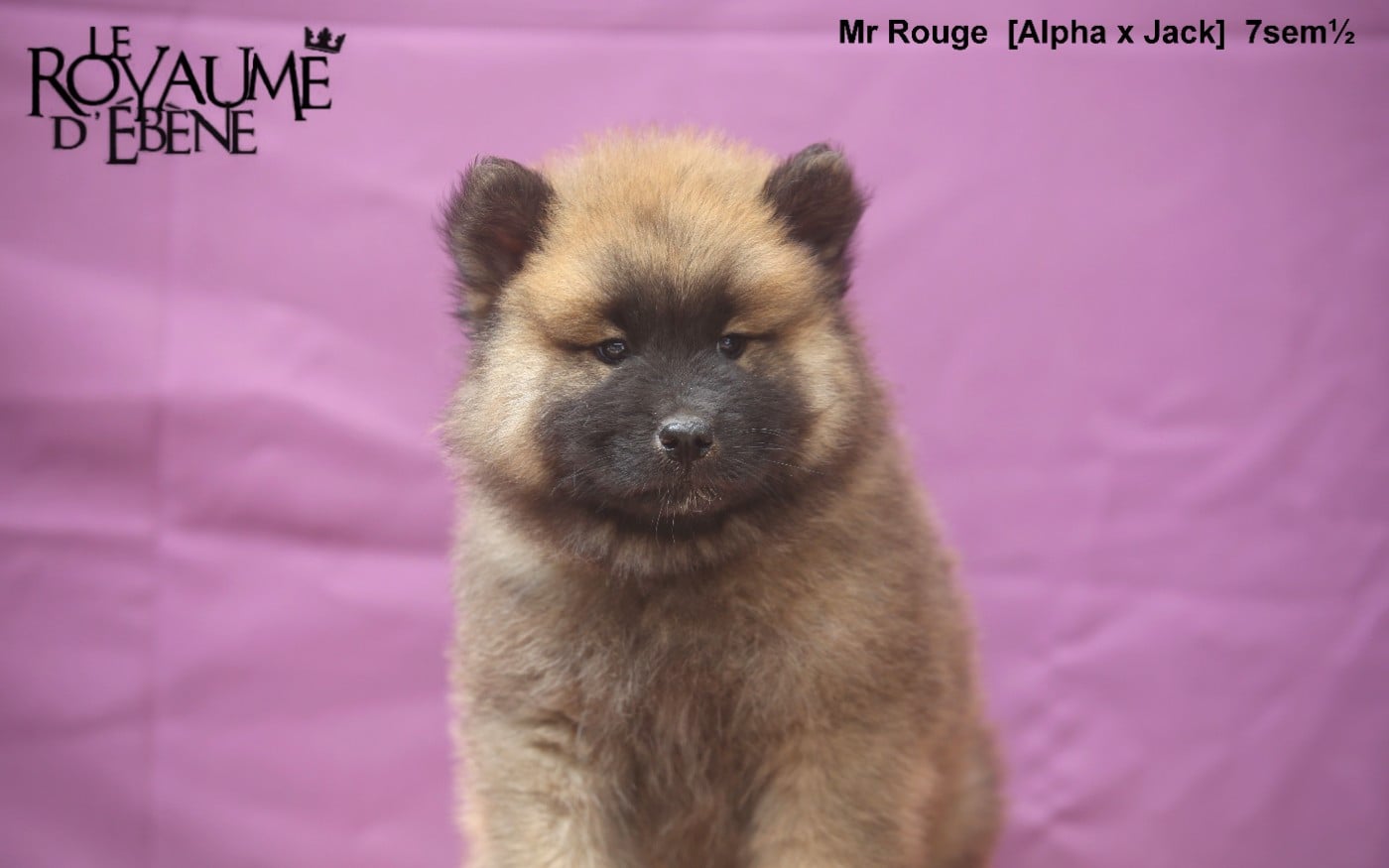 Mr rouge
