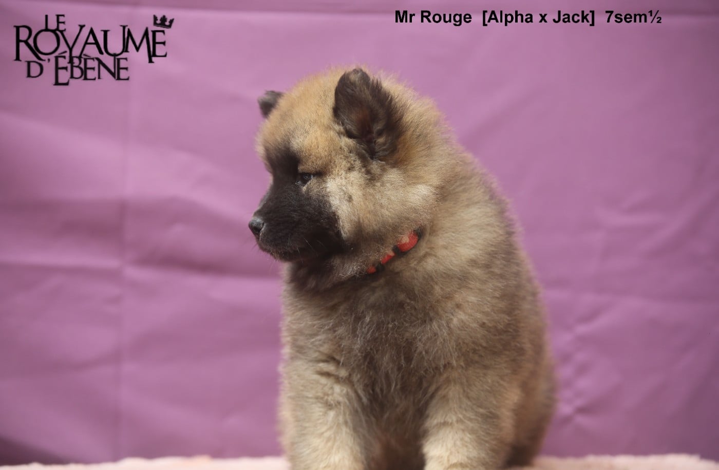 Mr rouge