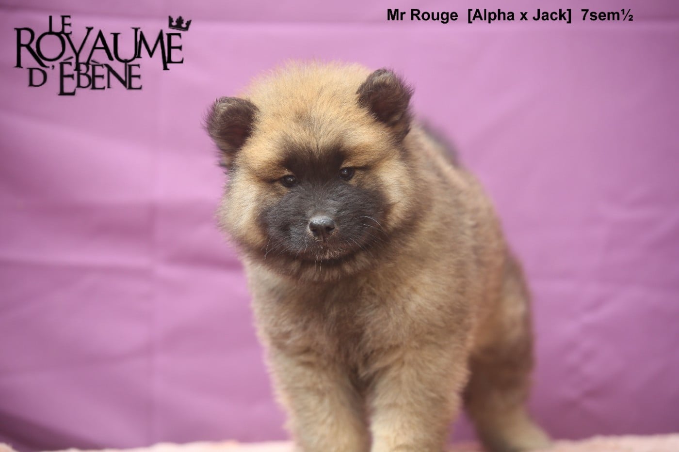 Mr rouge