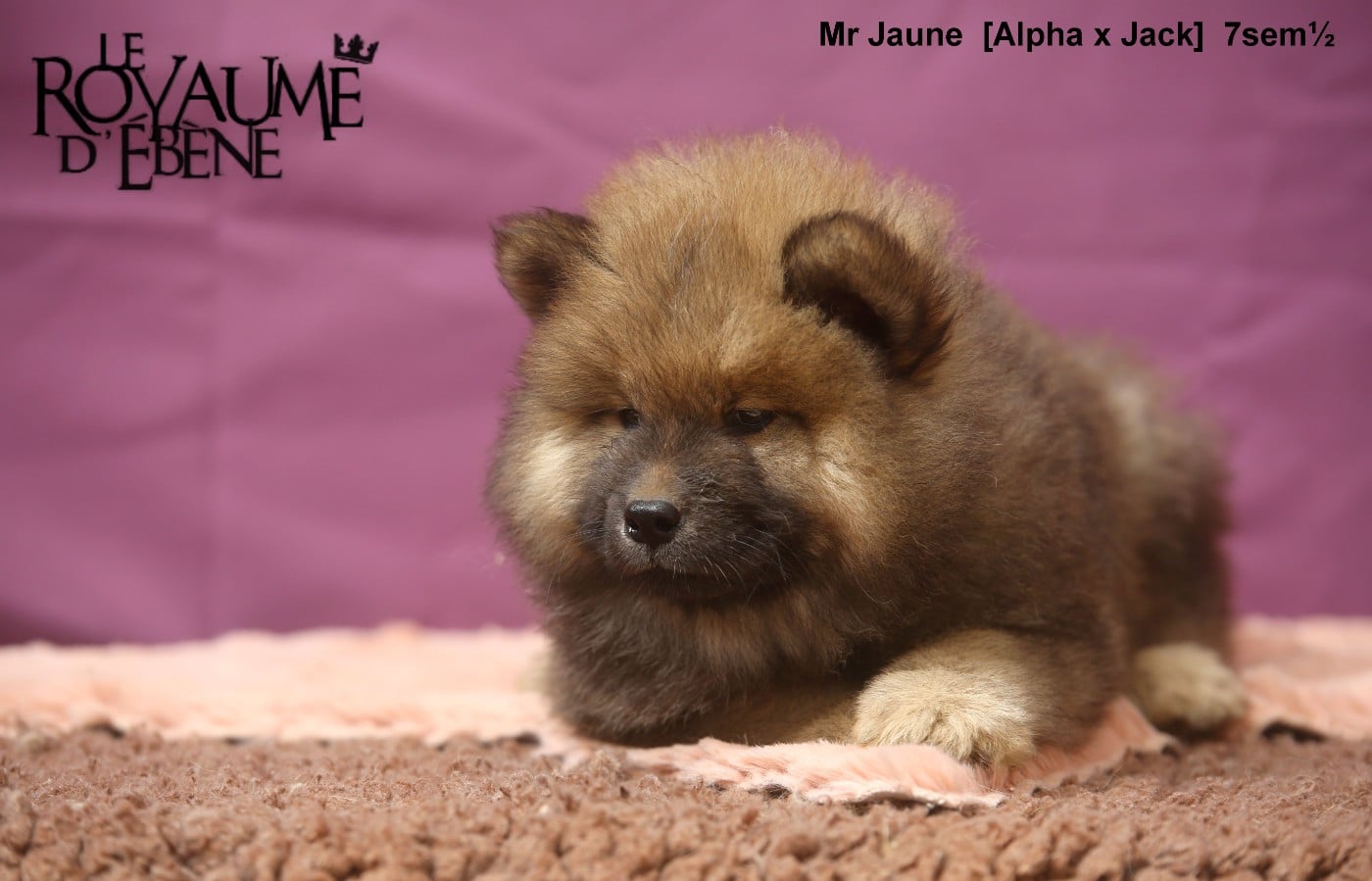 Mr Jaune