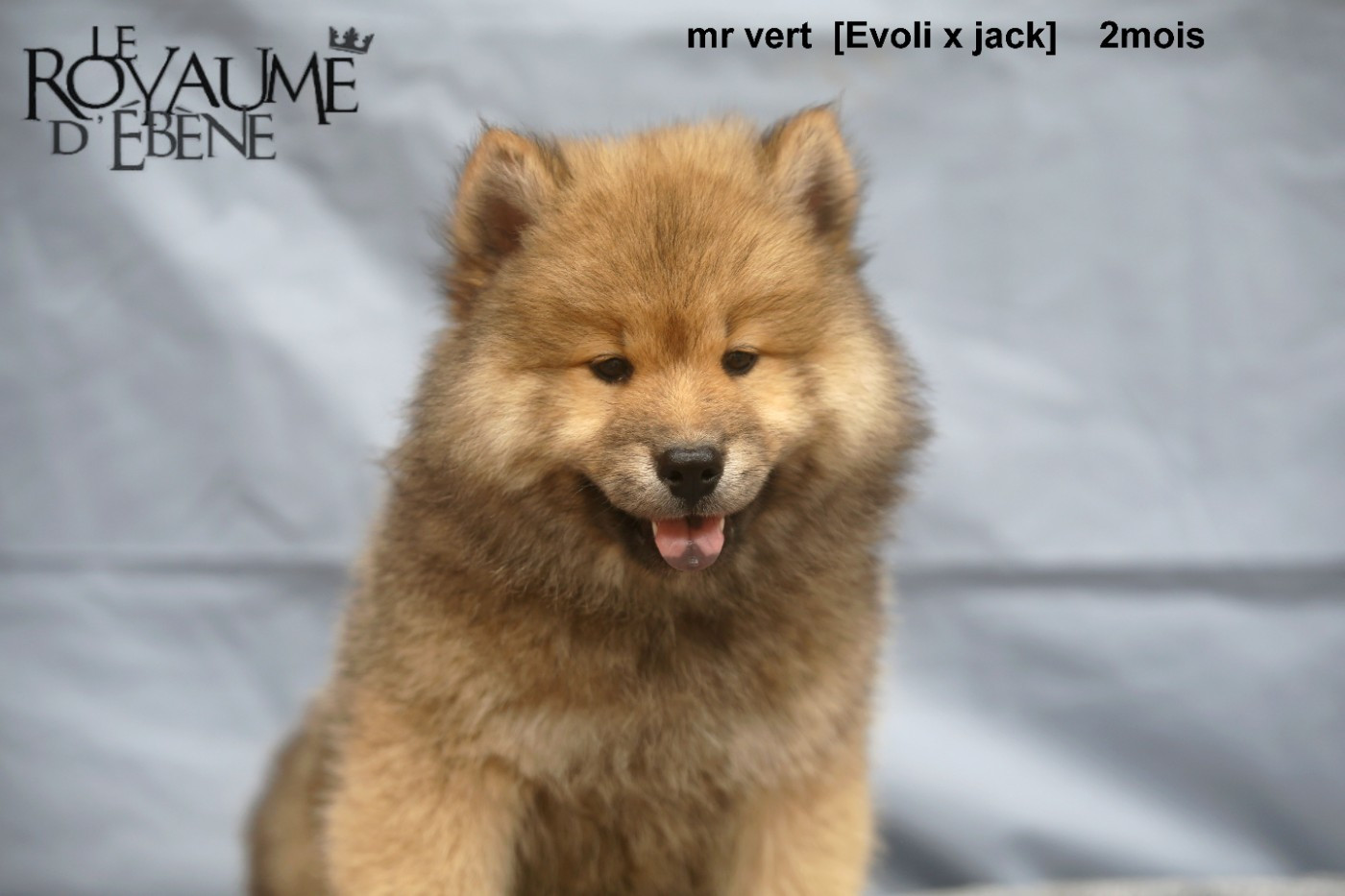 Mr Vert - Eurasier
