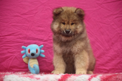 Les chiots de Eurasier