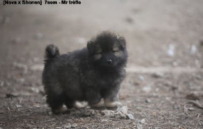 Les chiots de Eurasier