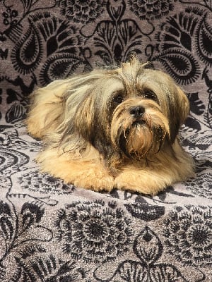 Les chiots de Lhassa Apso