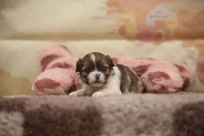Les chiots de Lhassa Apso