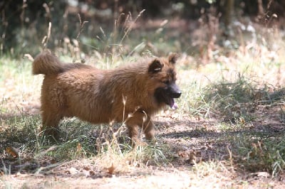 Les chiots de Eurasier