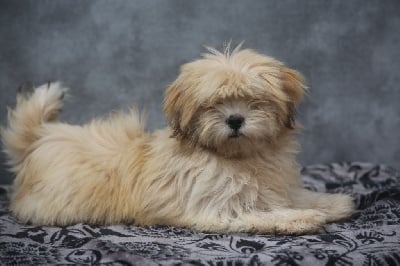 Les chiots de Lhassa Apso