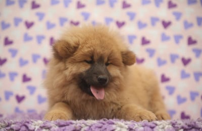Les chiots de Eurasier