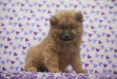 Les chiots de Eurasier