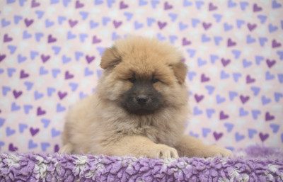 Les chiots de Eurasier