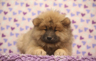 Les chiots de Eurasier