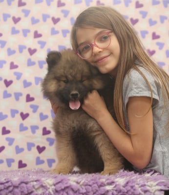 Les chiots de Eurasier