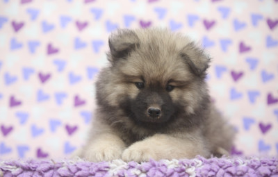 Les chiots de Eurasier