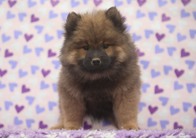 Les chiots de Eurasier