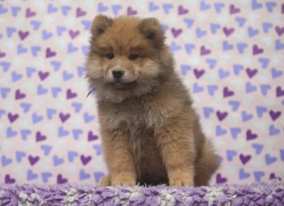 Les chiots de Eurasier
