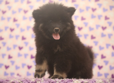Les chiots de Eurasier