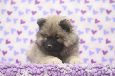 Les chiots de Eurasier