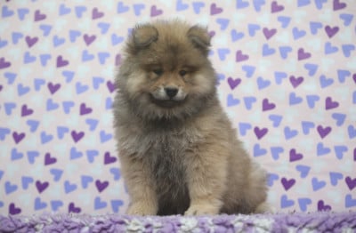 Les chiots de Eurasier