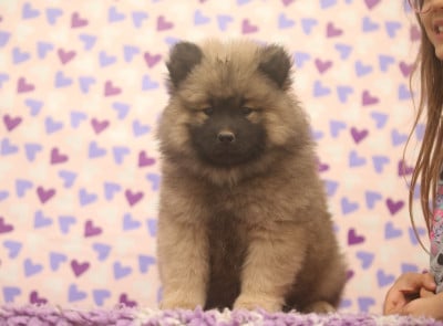 Les chiots de Eurasier