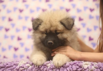 Les chiots de Eurasier