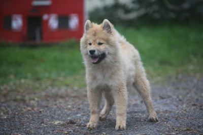 Les chiots de Eurasier