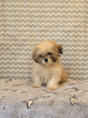 Les chiots de Lhassa Apso