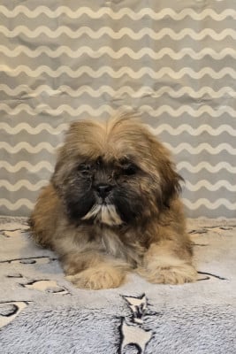 Les chiots de Lhassa Apso
