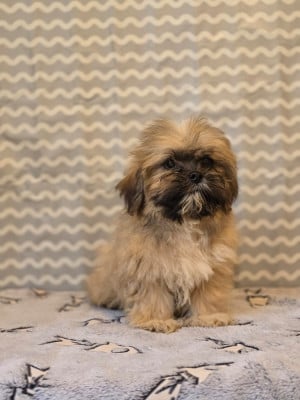 Les chiots de Lhassa Apso
