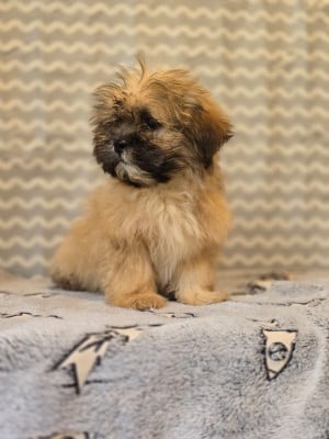Les chiots de Lhassa Apso