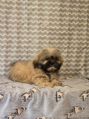 Les chiots de Lhassa Apso