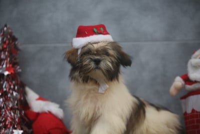 Les chiots de Lhassa Apso