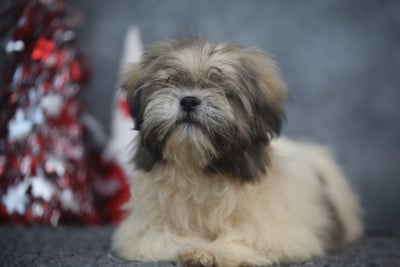 Les chiots de Lhassa Apso