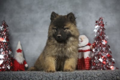 Les chiots de Eurasier