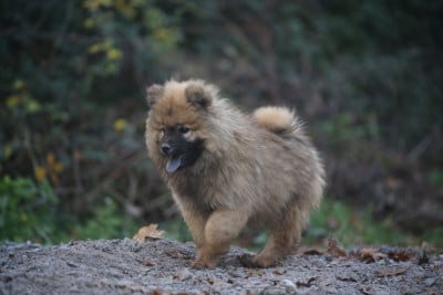 Les chiots de Eurasier