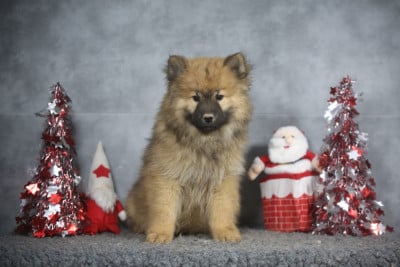 Les chiots de Eurasier
