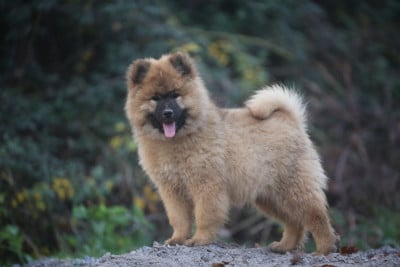 Les chiots de Eurasier