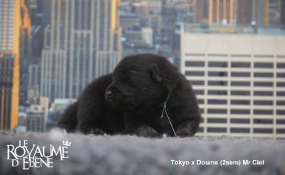 Les chiots de Eurasier