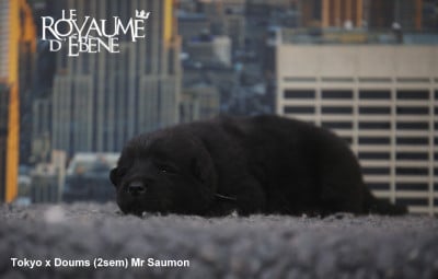 Les chiots de Eurasier