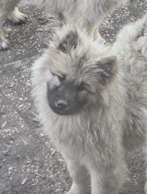 Les chiots de Eurasier