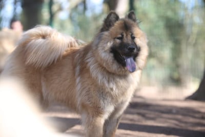 Eurasier