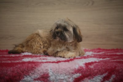 Les chiots de Lhassa Apso