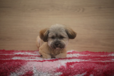 Les chiots de Lhassa Apso