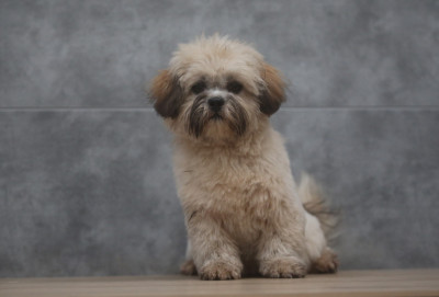 Les chiots de Lhassa Apso
